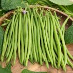 Légumes Secs - Haricot Pongo - 20 m - face recto